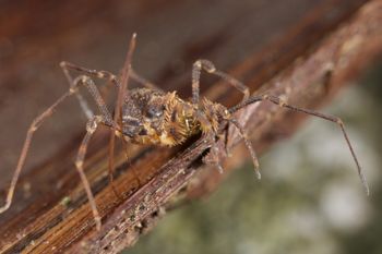 Media type: image;   Invertebrate Zoology 49771